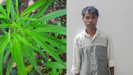 ganja plantation  guest worker  guest worker arrested  idukki  ganja plantation  Ganja Plantation In Pepper Garden  കഞ്ചാവ് കൃഷി  അന്യസംസ്ഥാന തൊഴിലാളി അറസ്‌റ്റിൽ  ഇരട്ടയാർ  കുരുമുളക്  എട്ട് കഞ്ചാവ് ചെടികൾ  എട്ട് കഞ്ചാവ് ചെടികൾ കണ്ടെത്തി  ഇടുക്കി  ഇടുക്കി എക്സൈസ് ഇന്‍റലിജൻസ് ബ്യൂറോ  ടാന്‍സാനിയ പൗരന് ശിക്ഷ  അഷറഫ് എം  ഇടുക്കി  നെടുമ്പാശ്ശേരിയില്‍ സ്വര്‍ണവേട്ട  gold smuggling in nedumbassery