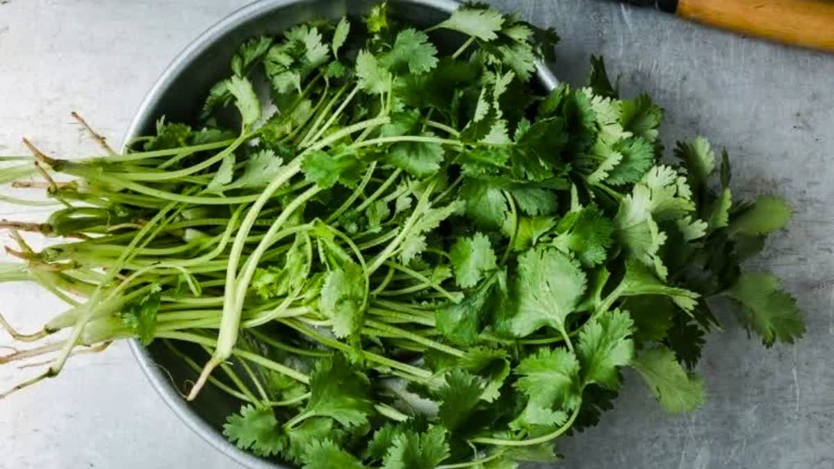 Coriander rate hike