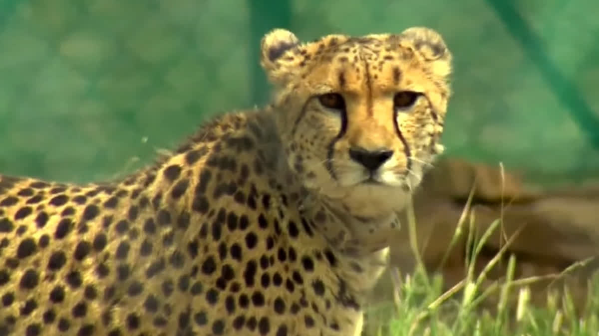 KUNO NATIONAL PARK  PROJECT CHEETAH  CHEETAHS IN KUNO  AFRICAN CHEETAHS