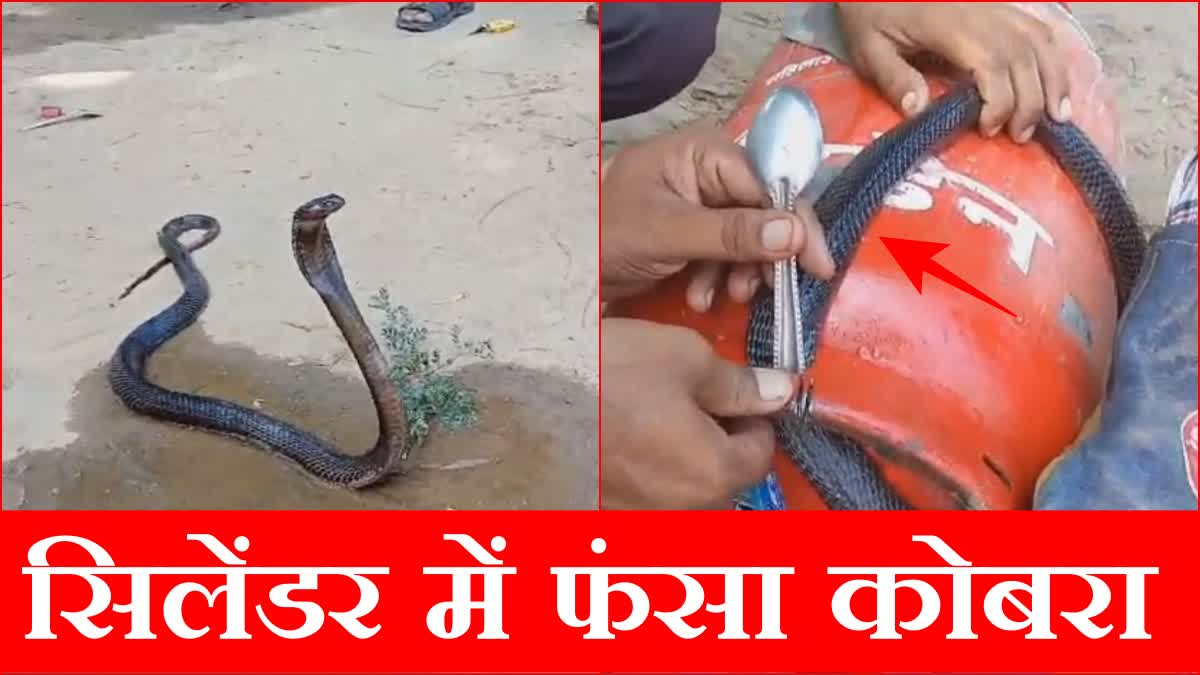 Cobra trapped in gas cylinder in Fatehabad of Haryana