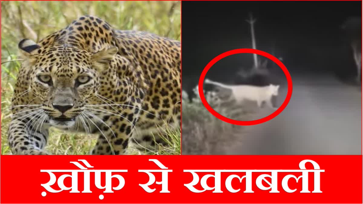 Video of leopard sighting in Haryana Jind goes viral creates panic in village