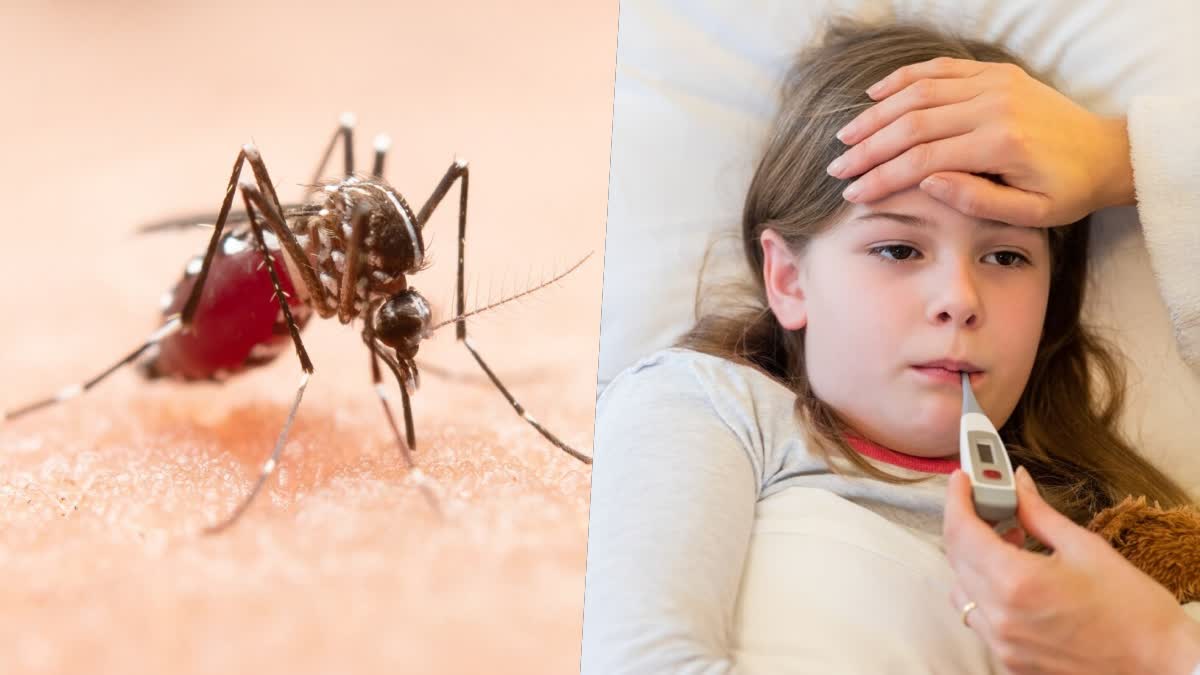 Dengue affects these 3 parts of the body, know the symptoms and prevention measures