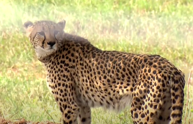 KUNO NATIONAL PARK  PROJECT CHEETAH  CHEETAHS IN KUNO  AFRICAN CHEETAHS