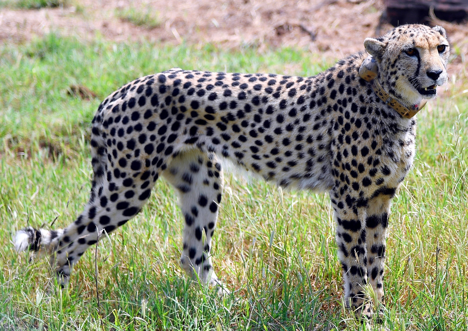 KUNO NATIONAL PARK  PROJECT CHEETAH  CHEETAHS IN KUNO  AFRICAN CHEETAHS