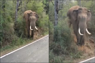 Kemmarampalayam panchayat administration near Karamadai in Coimbatore district has successfully utilised AI technology to deter wild elephants from entering the town