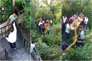 Leopard in Hathithan Caught