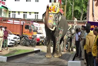 Dasara Jambu Savari Gajapade weight test before training in Mysuru