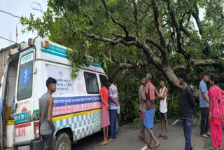 tree fell on ambulance carrying patient in Dumka