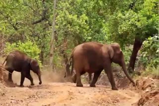 മനുഷ്യ വന്യജീവി സംഘർഷം  WILD ELEPHANT ATTACK  വന്യജീവി ആക്രമണം  AI TECHNOLOGY TO RUN AWAY ANIMALS