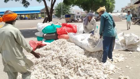 Cotton Purchase in Haryana