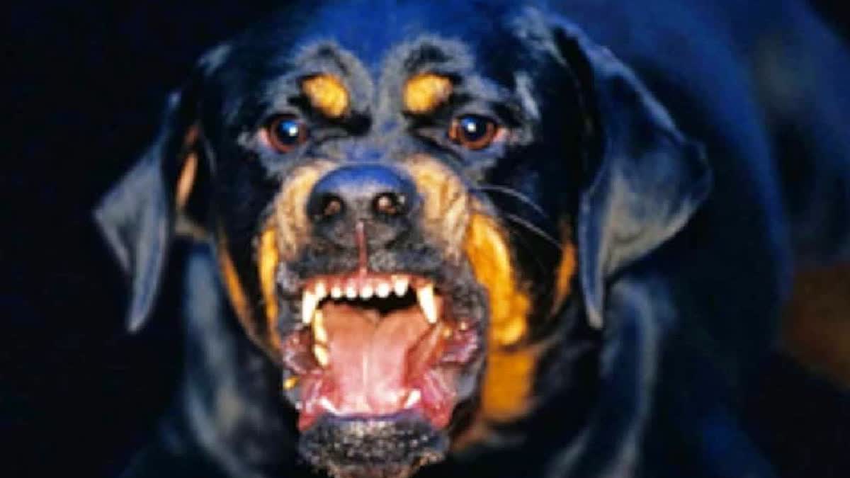Is Your Pet Dog Registered? Ghaziabad Civic Body’s New Rules Could Cost You Rs 10,000