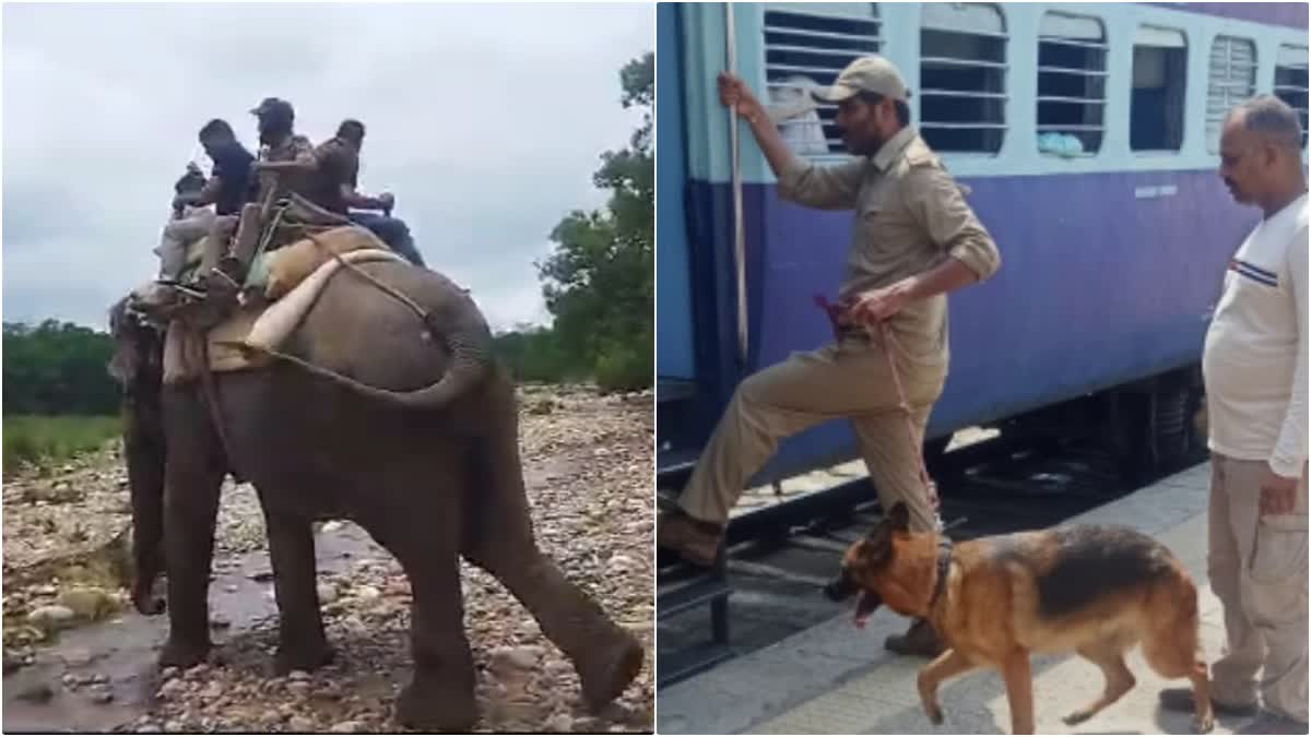 Retirement of elephant and dog