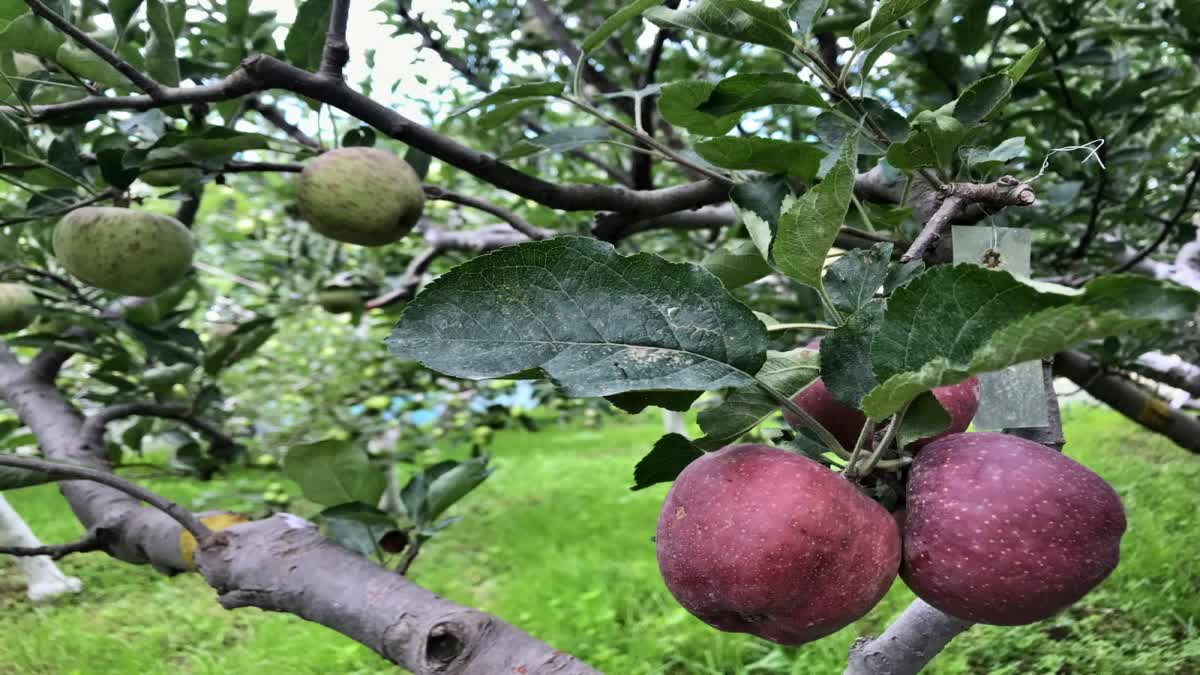 Apple bud mutation identified in Nauni University