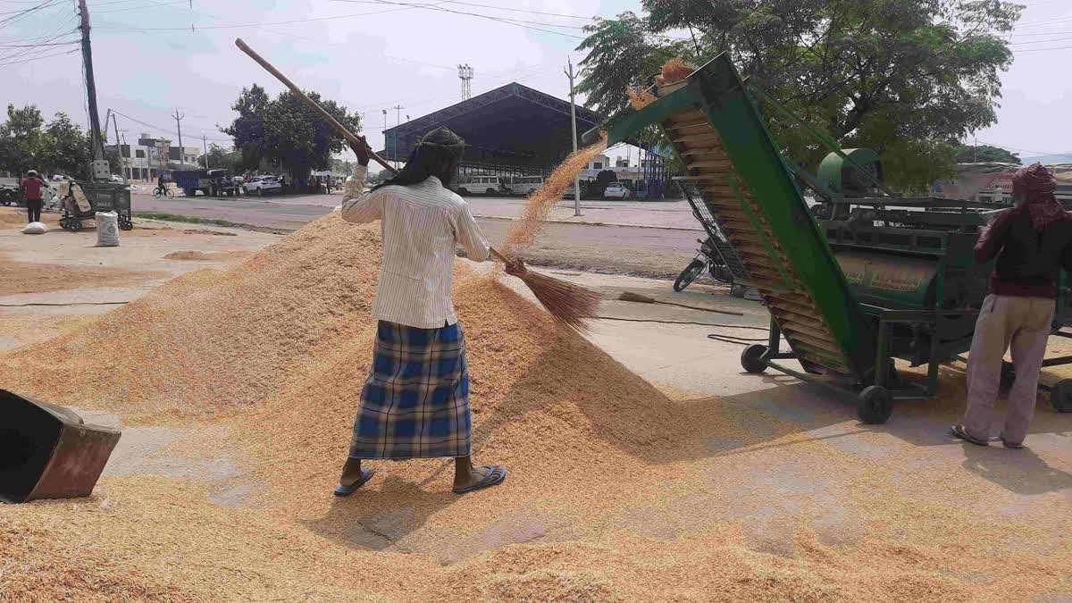 Paddy procurement in Haryana