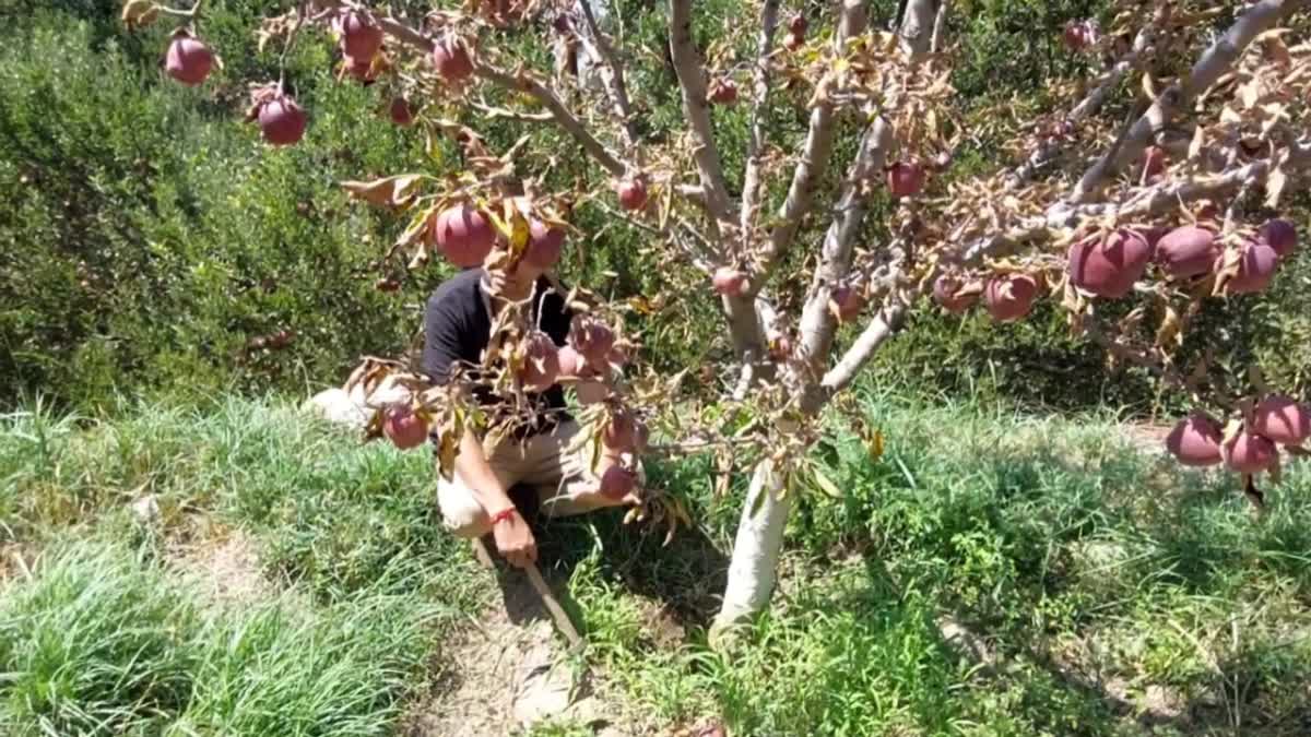 Kinnaur Agricultural Science Center Awaring apple growers