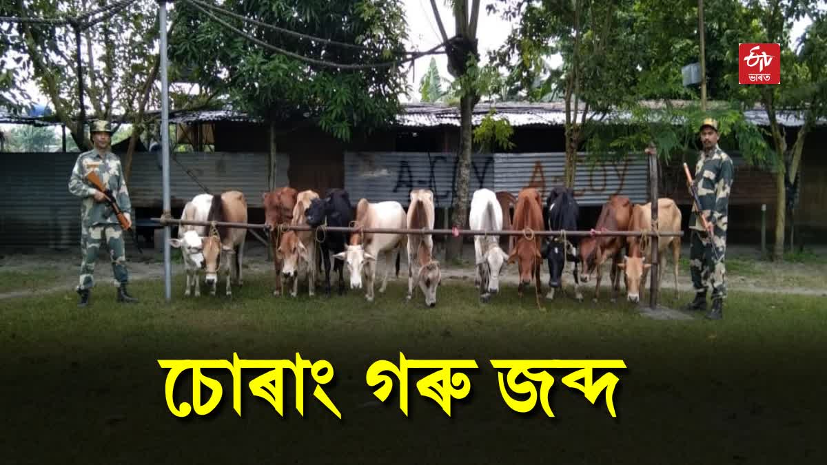Smuggled Cattle Seized at India Bangladesh Border
