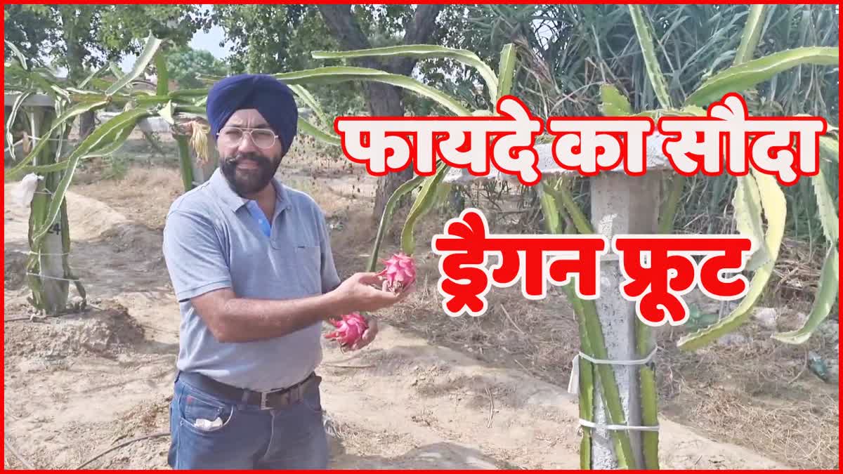 Sirsa Dragon Fruit Farming