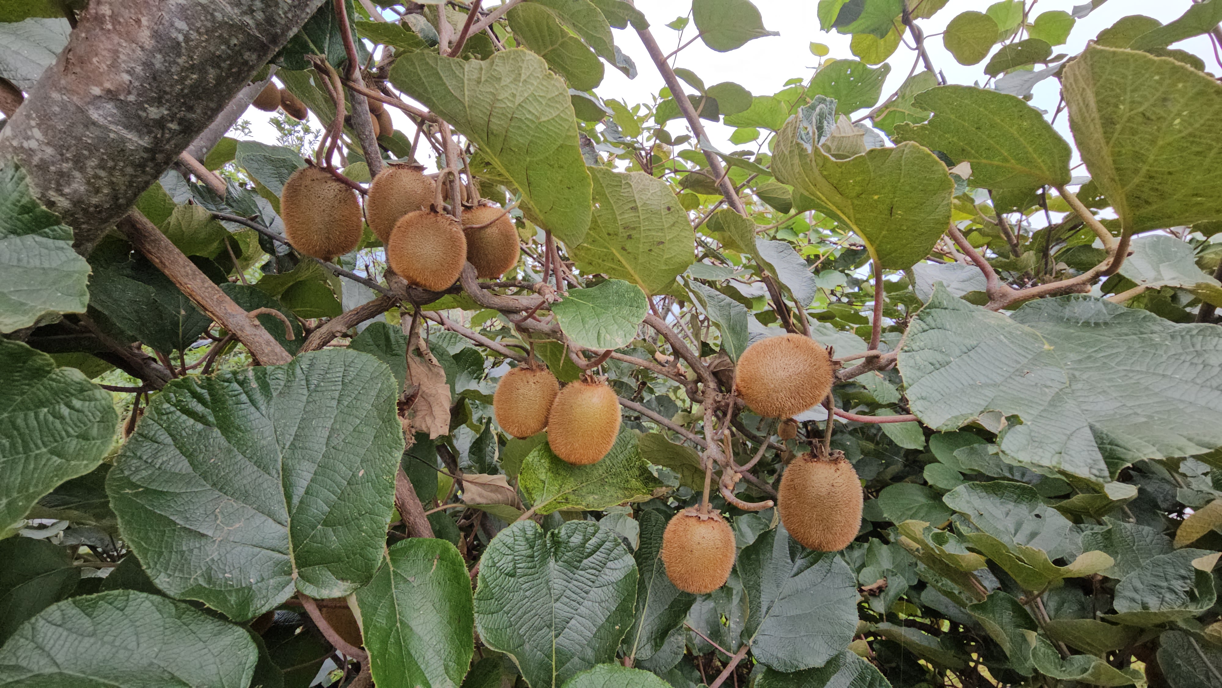 Sita Chauhan Kiwi Farming