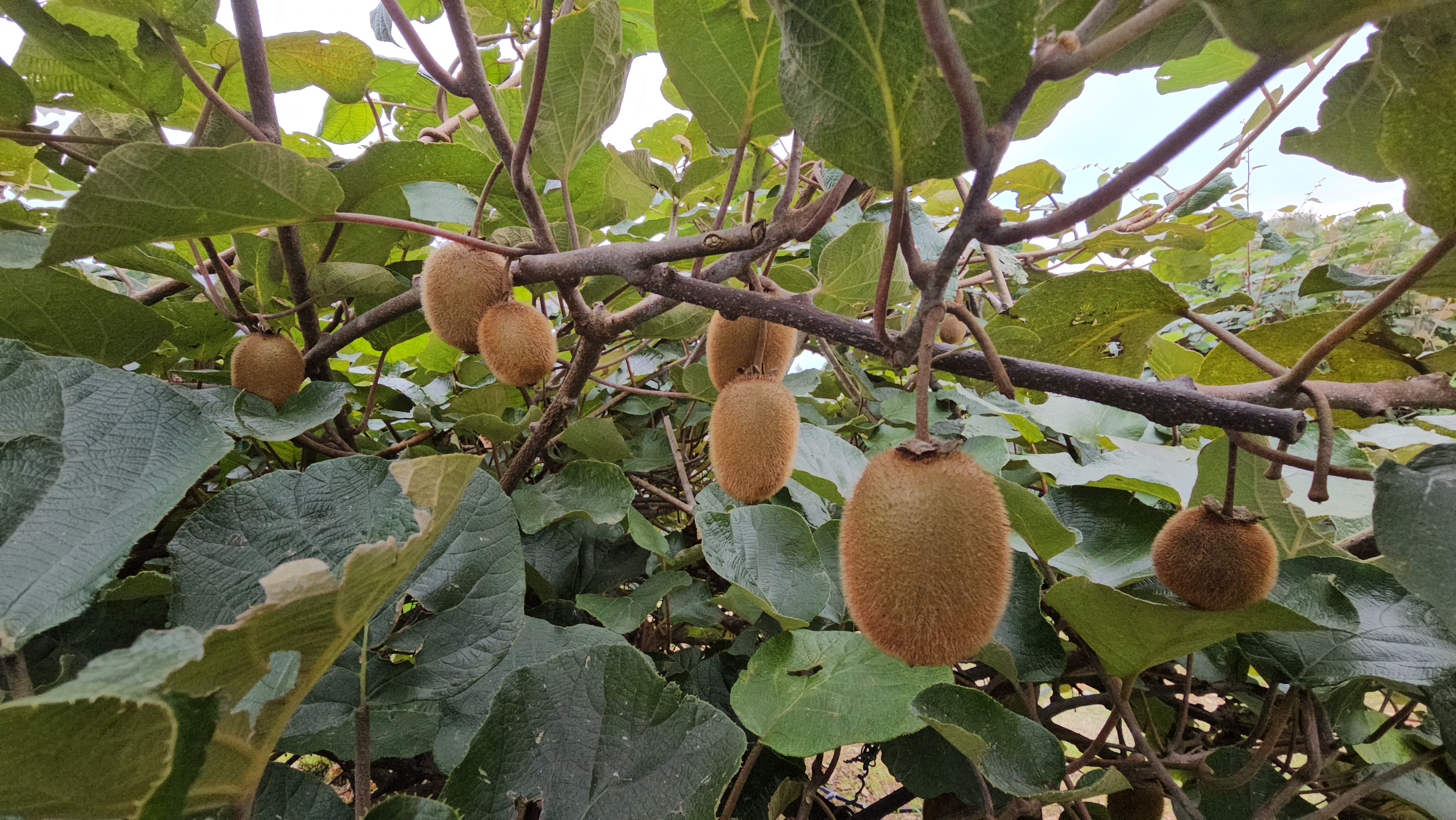 Sita Chauhan Kiwi Farming