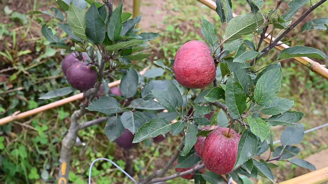 Apple bud mutation identified in Nauni University