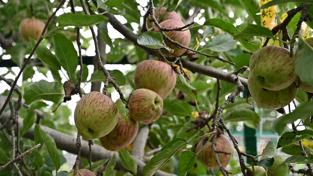 Apple bud mutation identified in Nauni University