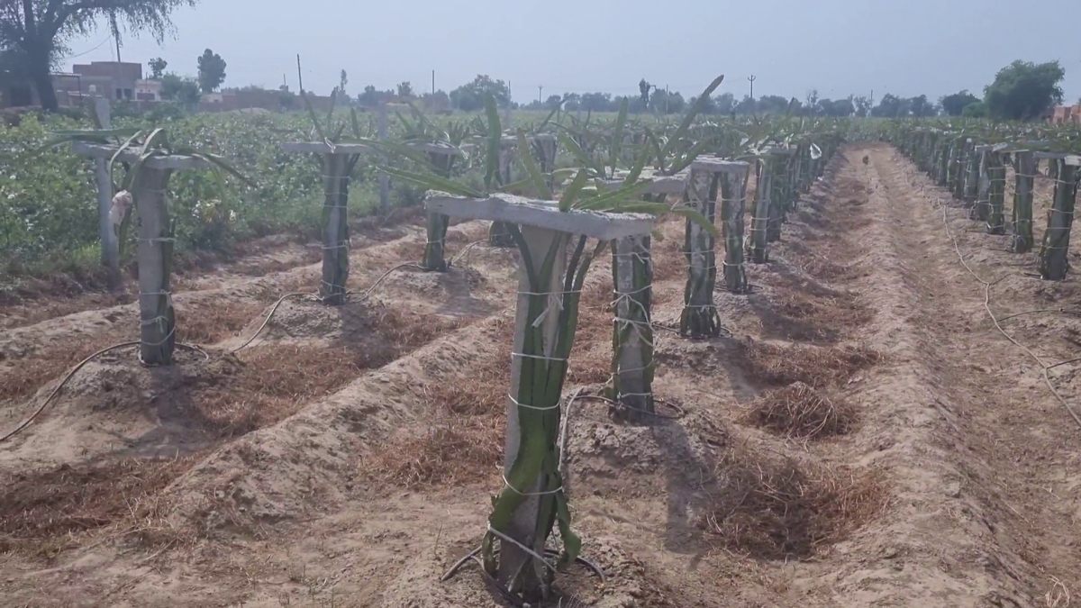 Sirsa Dragon Fruit Farming