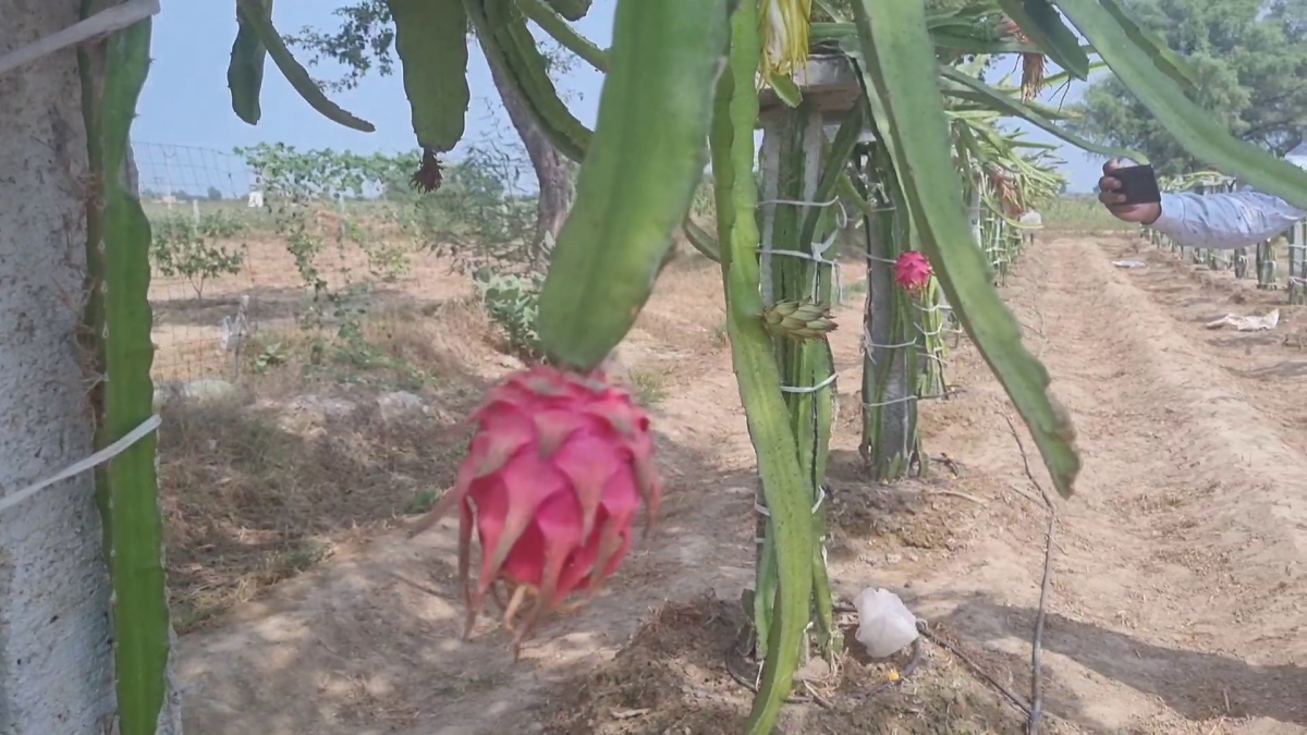 Horticulture Farming in Sirsa