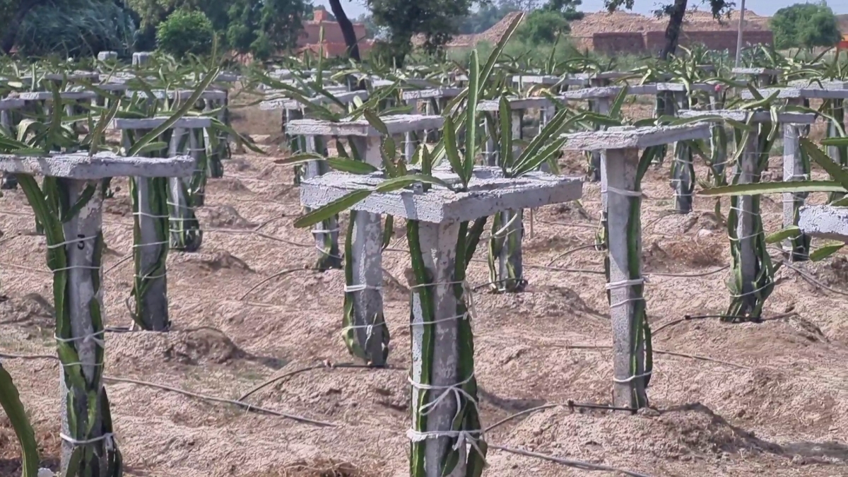 Sirsa Dragon Fruit Farming