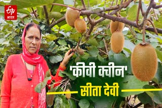 Kiwi Fruit Farming in Tehri