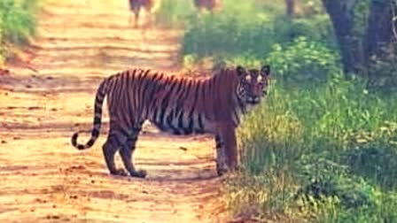 Tigers doubled in five years in Katarniaghat of Bahraich