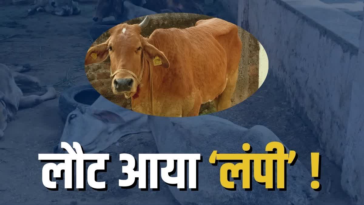 लंपी वायरस के मामले