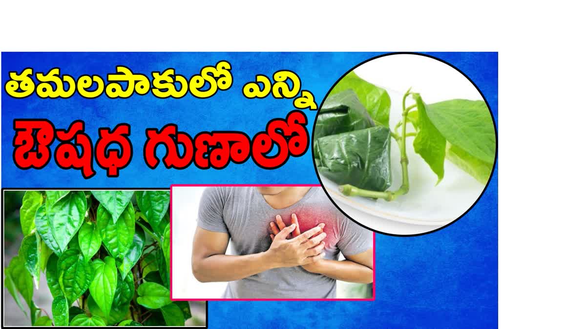 Health Benefits Of Betel Leaves In Telugu