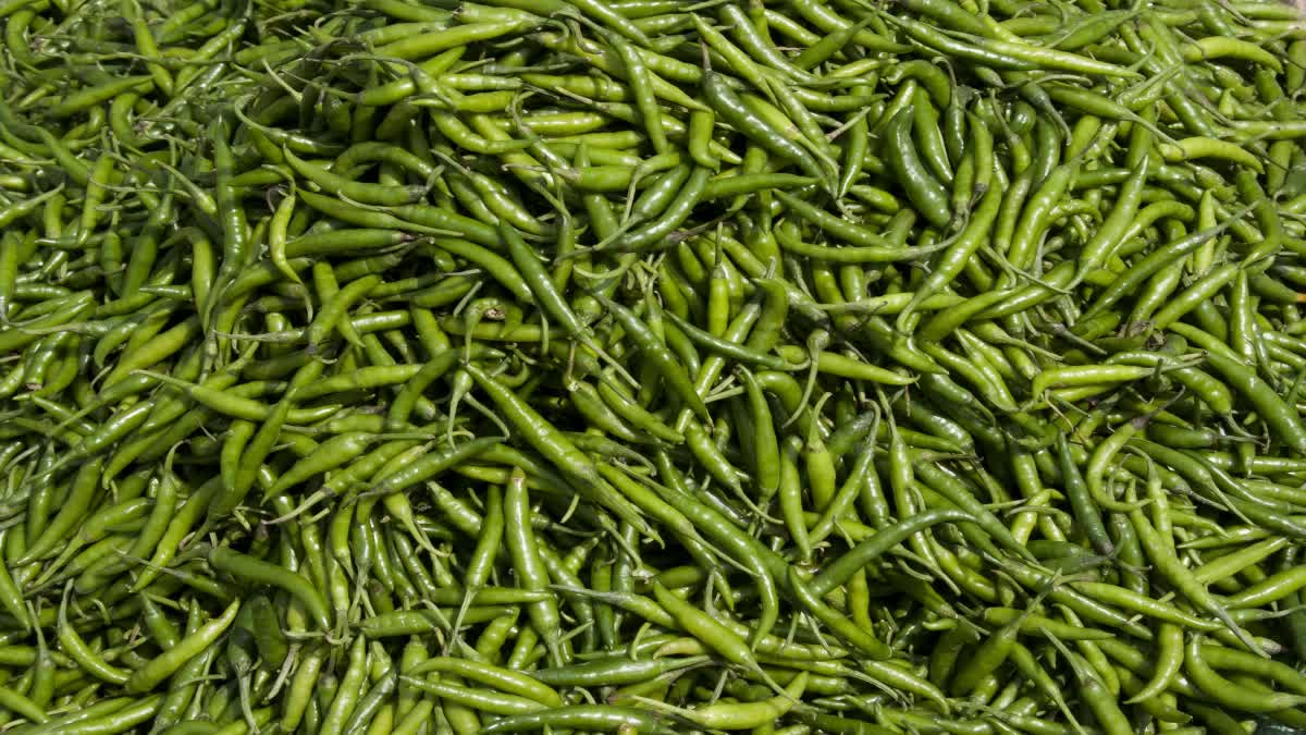 BENEFITS OF EATING GREEN CHILLI  GREEN CHILLI HEALTH BENEFITS  പച്ചമുളകിന്‍റെ ആരോഗ്യ ഗുണങ്ങൾ  പച്ചമുളക്