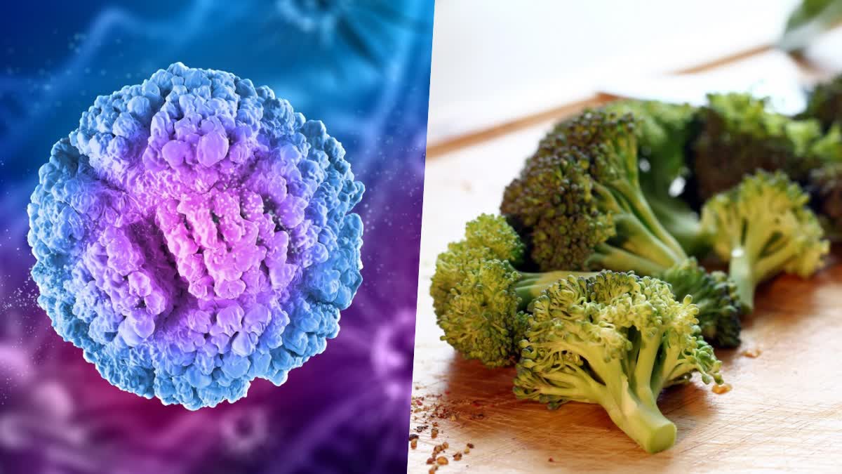 Broccoli can significantly lower cancer risks: research