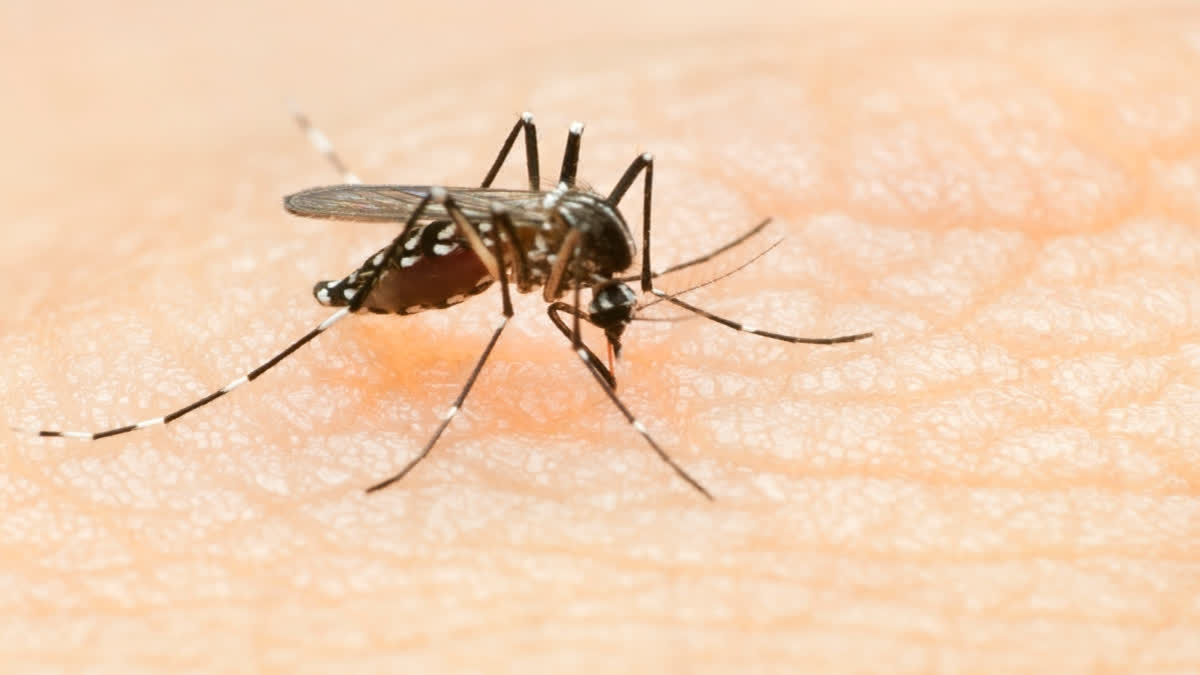 Delhi Reports 300 More Dengue Cases In A Week; Malaria, Chikungunya Cases On Rise Too