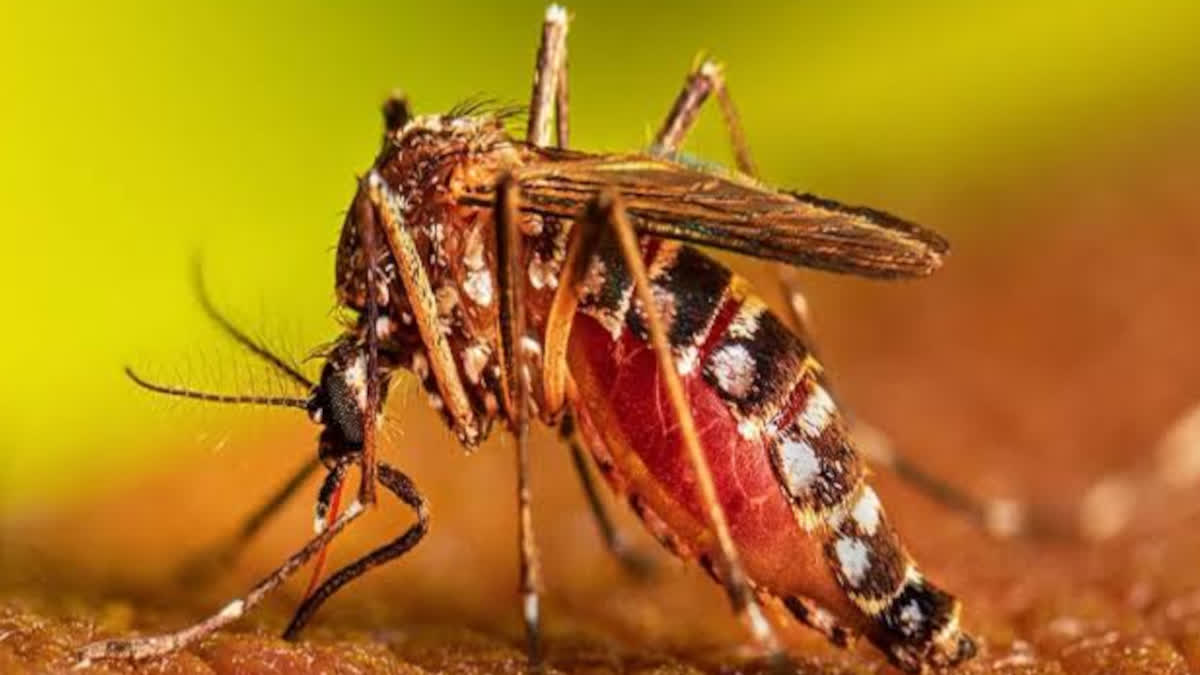 Dengue outbreak in Rajasthan