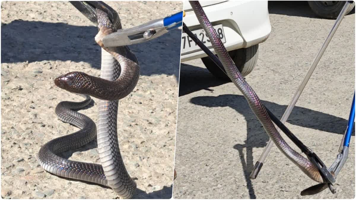 Snake Found in Community Health Center Thatyur