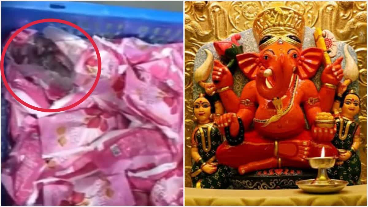 सिद्धिविनायक मंदिर के प्रसाद पैकेट पर दिखे चूहे