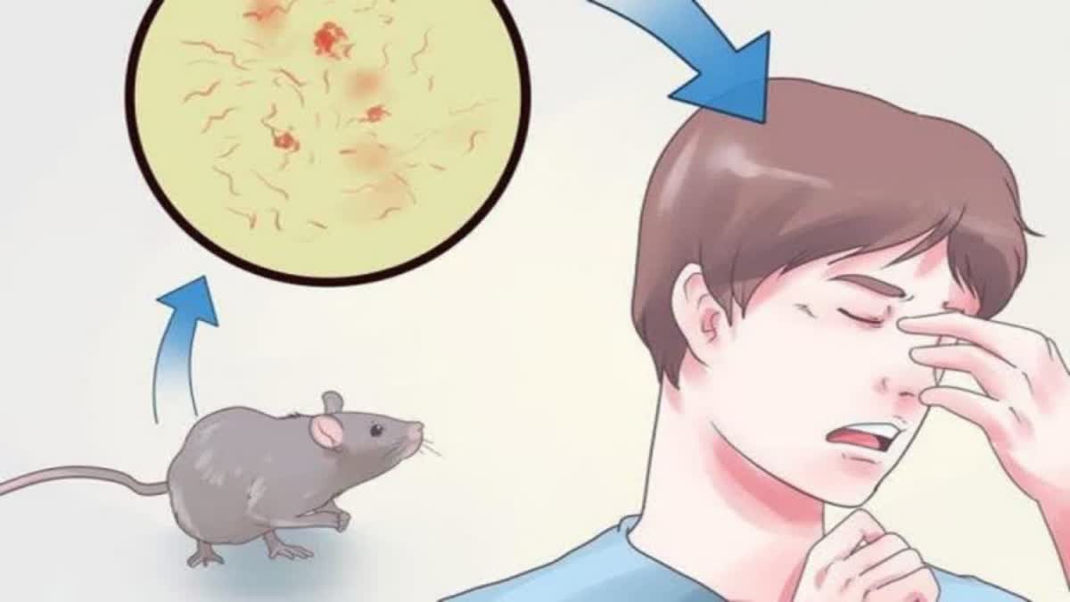 symptoms of rat fever  rat fever  rate fever cases increased  How to prevent rat fever