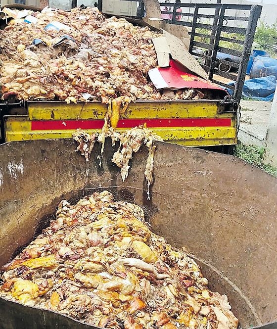 Making Ghee with Animal Waste