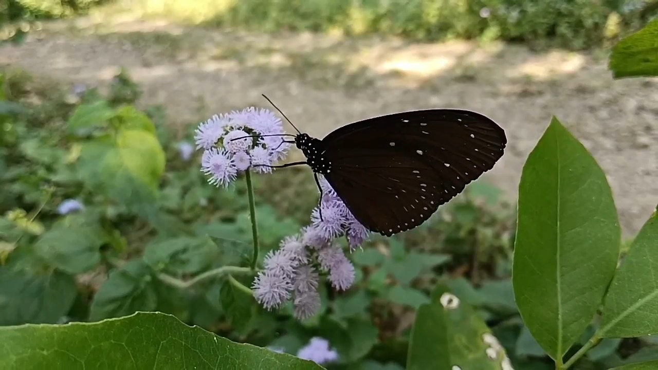 CORBETT PARK TIGER BUTTERFLIES