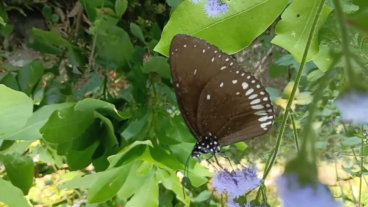 CORBETT PARK TIGER BUTTERFLIES