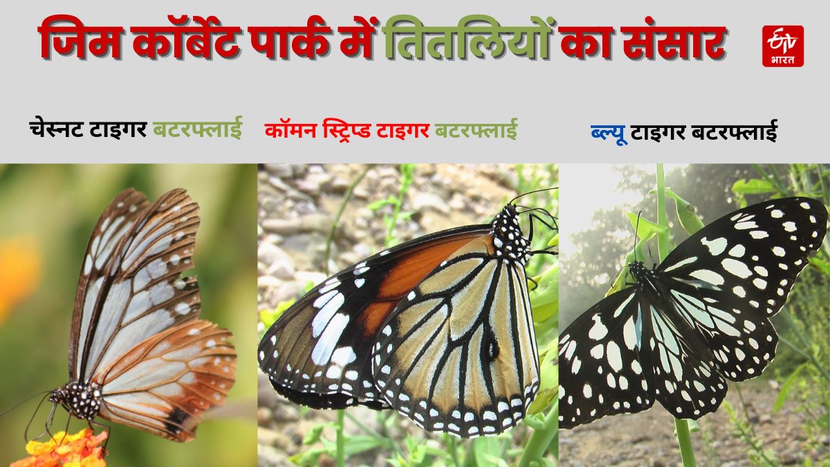 butterflies of Jim Corbett Park