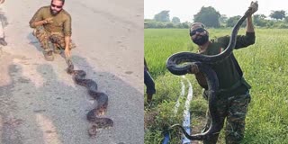 PYTHON FOUND IN SHIVPURI