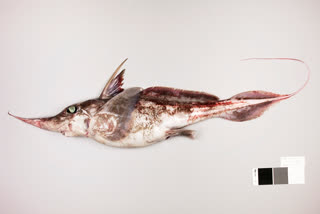 This handout picture released by the National Institute Of Water and Atmospheric Research Ltd (NIWA) on September 24, 2024, shows a new species of ghost shark.