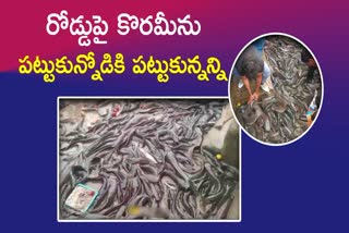 Fish Fell on the Road in Mahabubabad