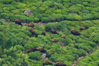 ECO SENSITIVE AREAS IN KOZHIKODE  പശ്ചിമഘട്ട സംരക്ഷണം  Western Ghats ESA notification  panchayats to HC AGAINST ESA