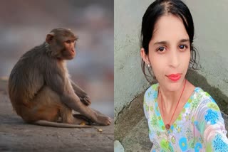 SAGAR MONKEY TERROR