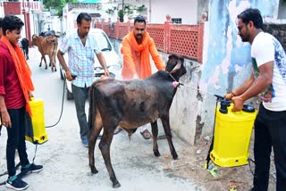 A cattle is being vaccinated to protect it from lumpy skin disease, in Rajasthan