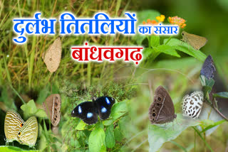 BANDHAVGARH BUTTERFLY SURVEY